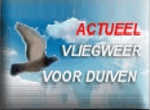 vliegweer voor duiven